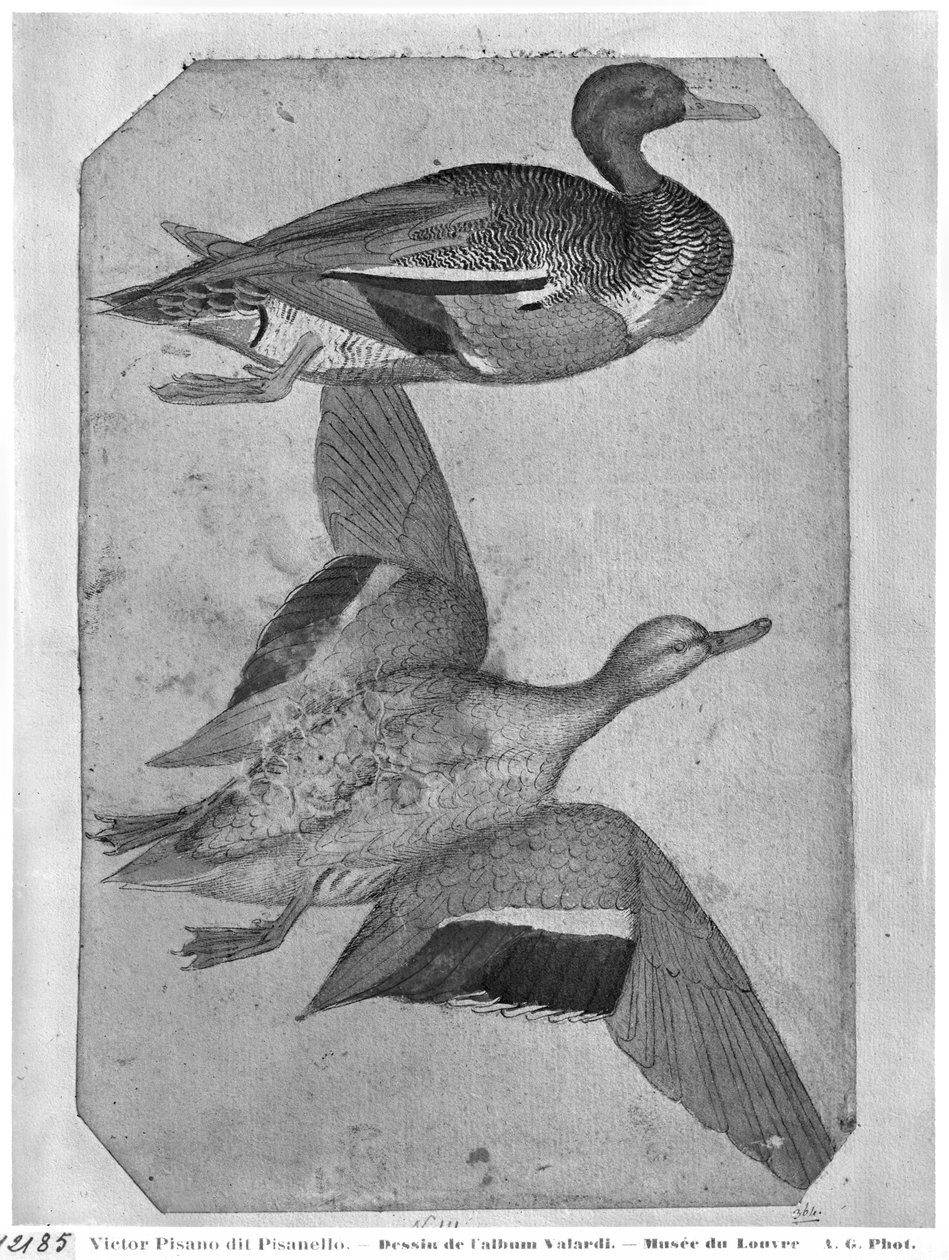 Kacsák, a Vallardi albumból (toll, tinta és WC papíron) alkotó: Antonio Pisanello