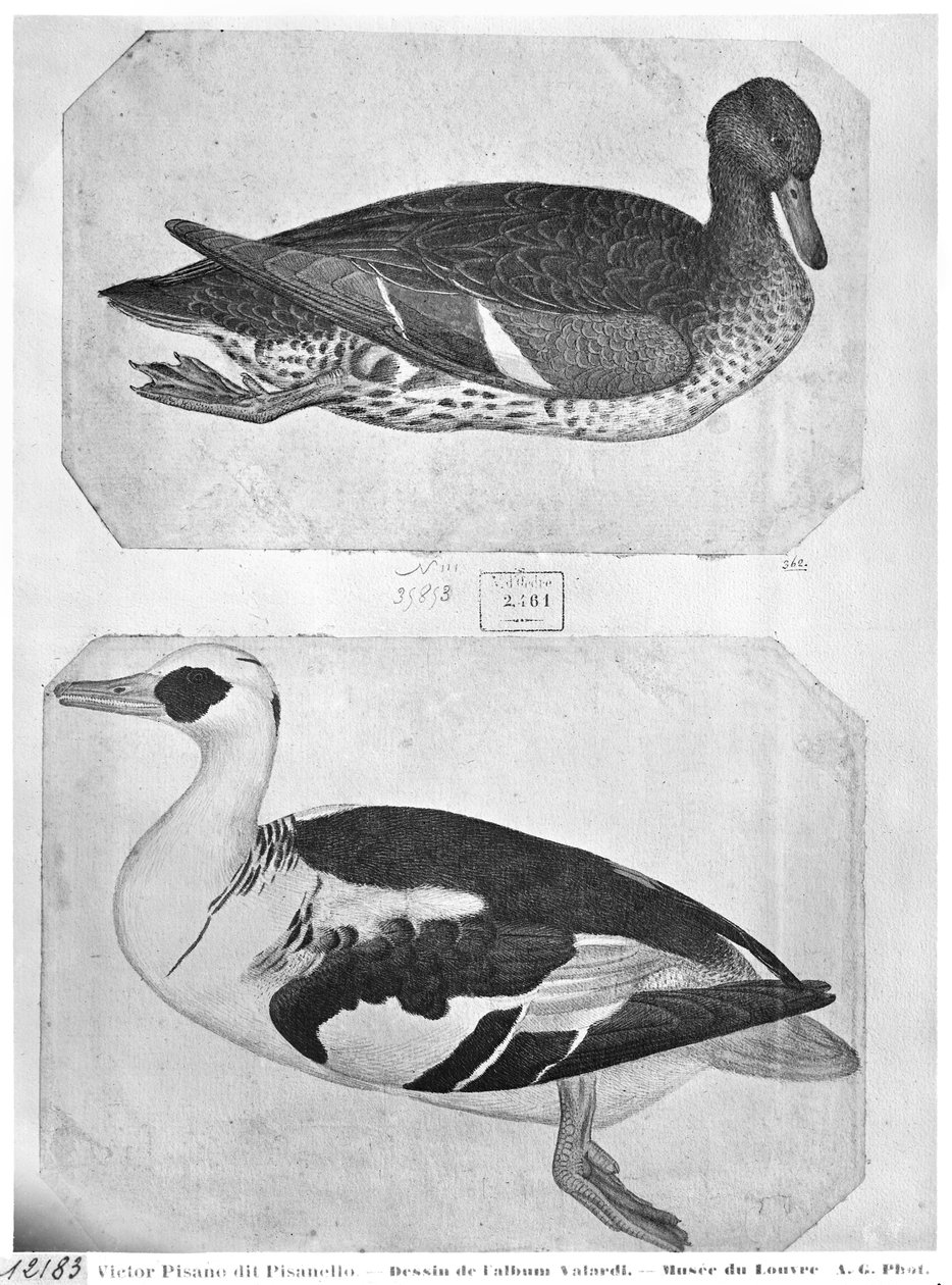 Kacsák, a Vallardi Albumból (toll, tinta és wc, papír) alkotó: Antonio Pisanello