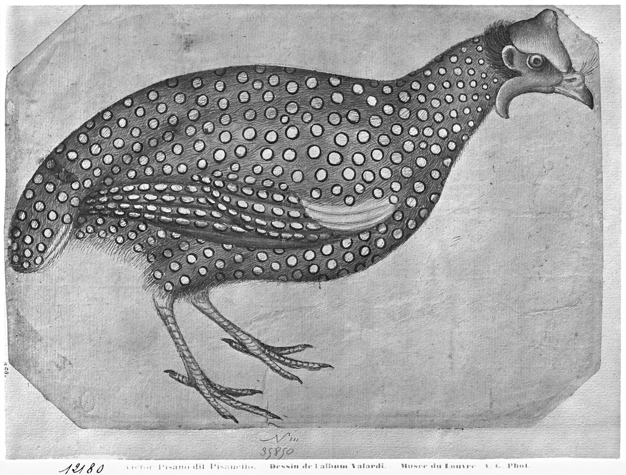 Gyöngytyúk, a The Vallardi Albumból (toll, tinta és WC papíron) alkotó: Antonio Pisanello