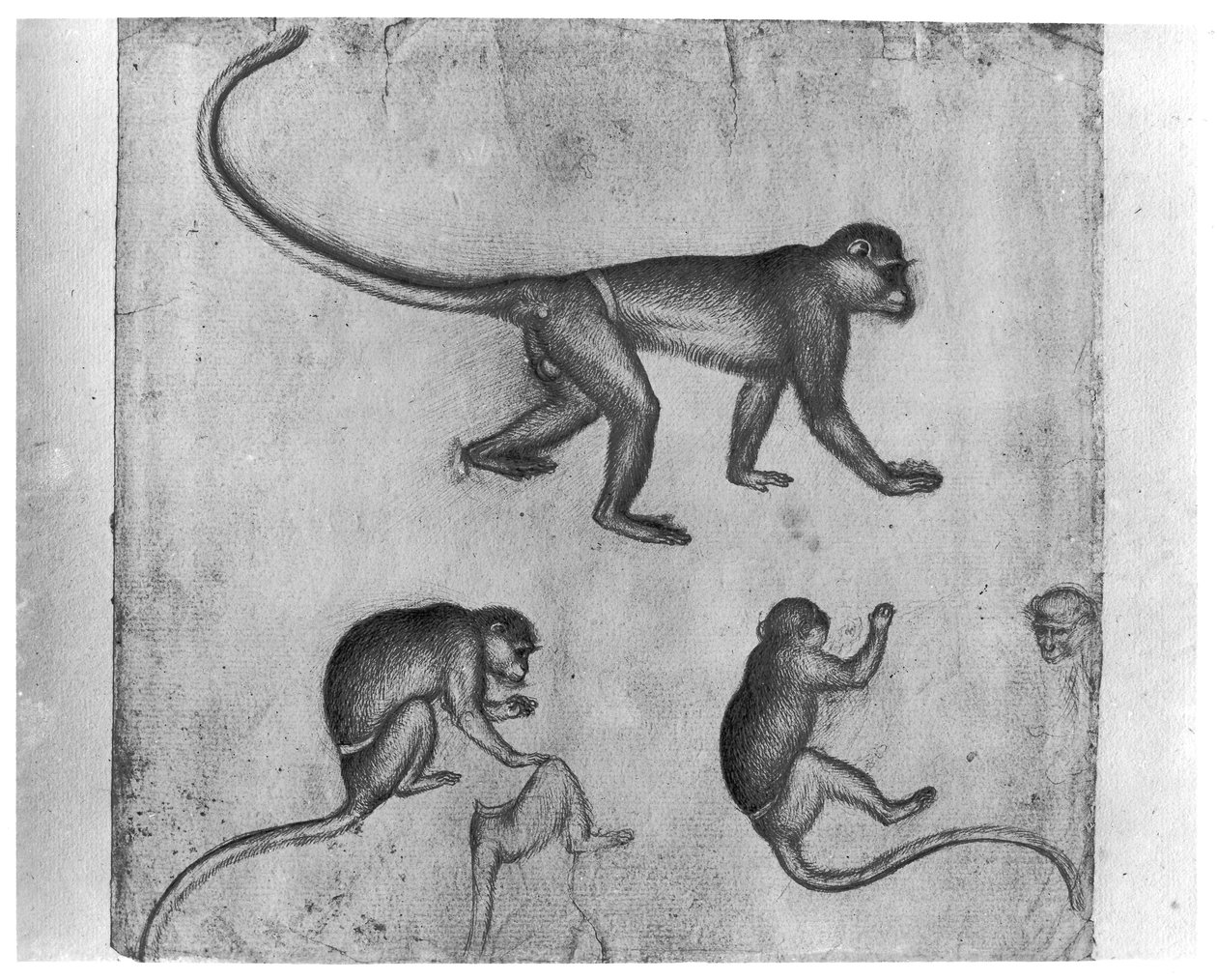 Majmok, a Vallardi albumból alkotó: Antonio Pisanello