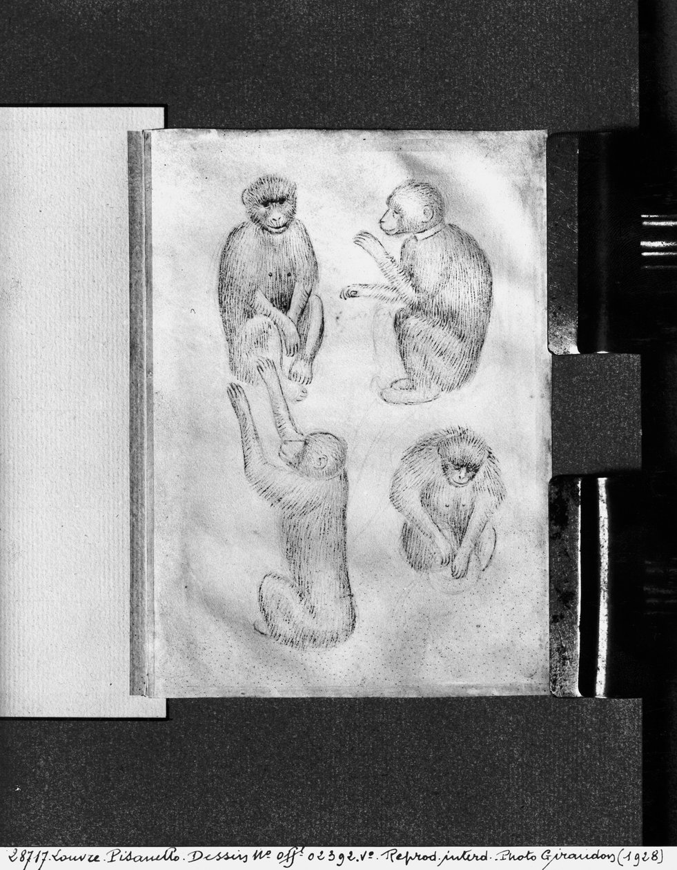 Monkeys, a The Vallardi Albumból alkotó: Antonio Pisanello