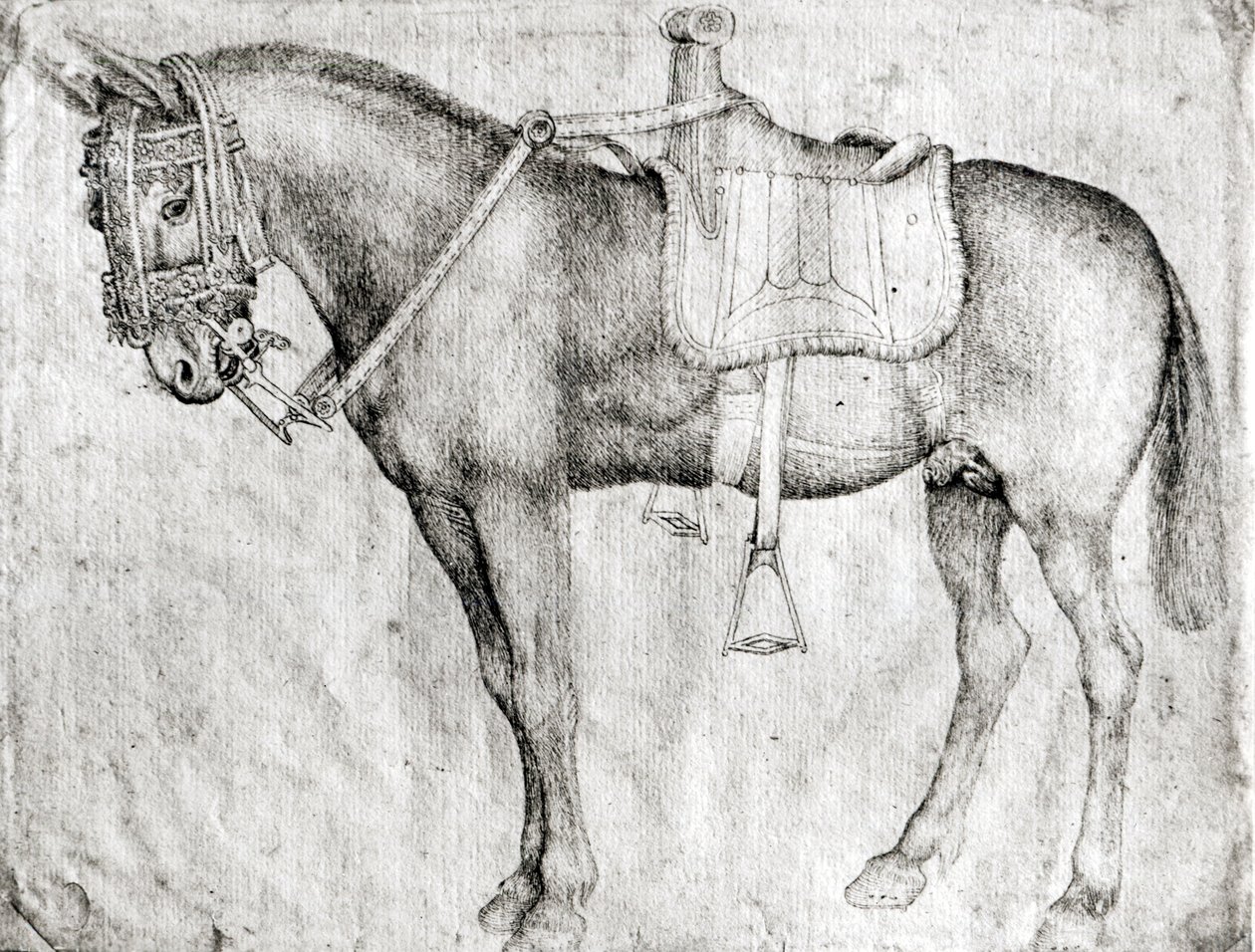 Öszvér, a Vallardi albumból alkotó: Antonio Pisanello