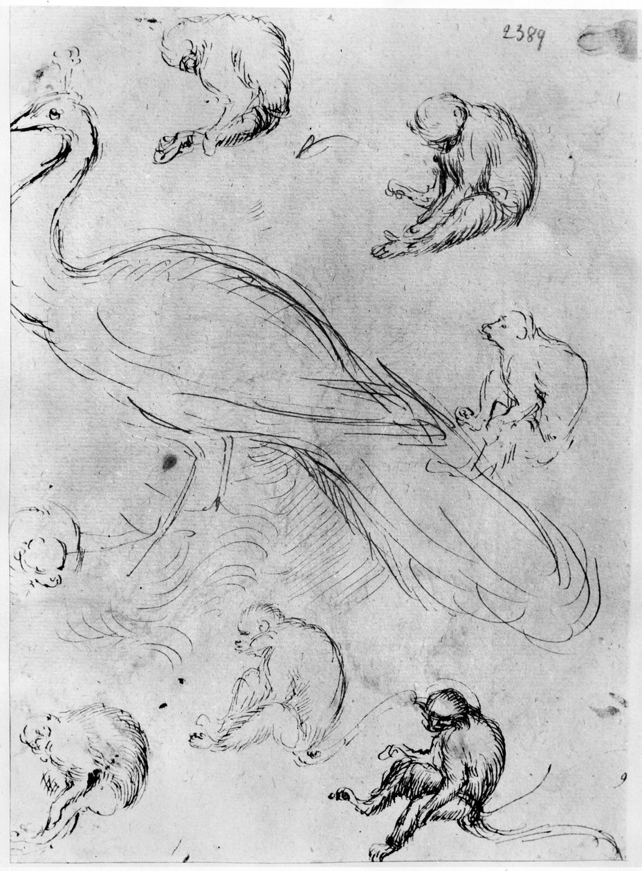 Peacock and Six Monkeys, a Vallardi albumból alkotó: Antonio Pisanello
