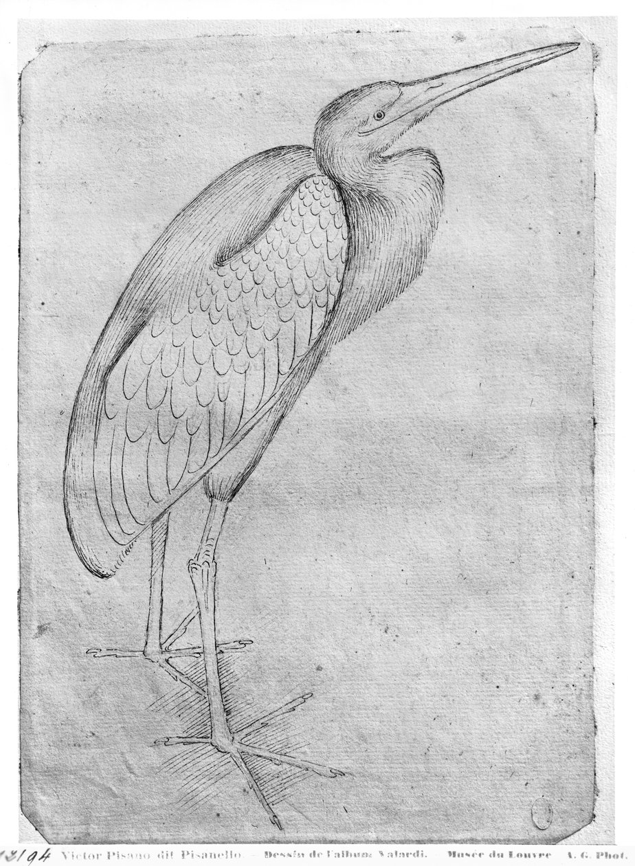 Pelikán, a Vallardi albumból alkotó: Antonio Pisanello
