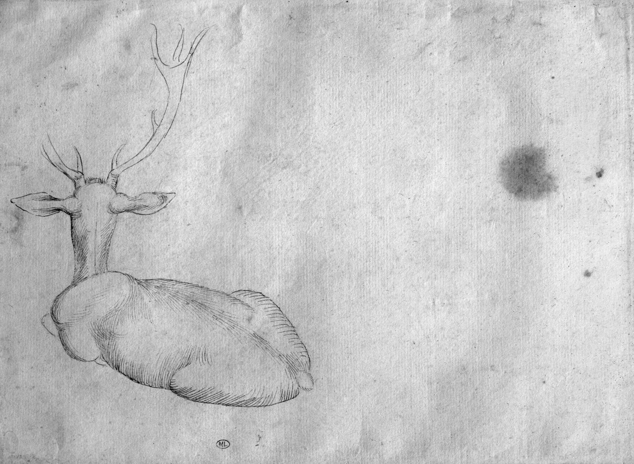 Pihenő szarvas, hátulról nézve, a Vallardi albumból alkotó: Antonio Pisanello