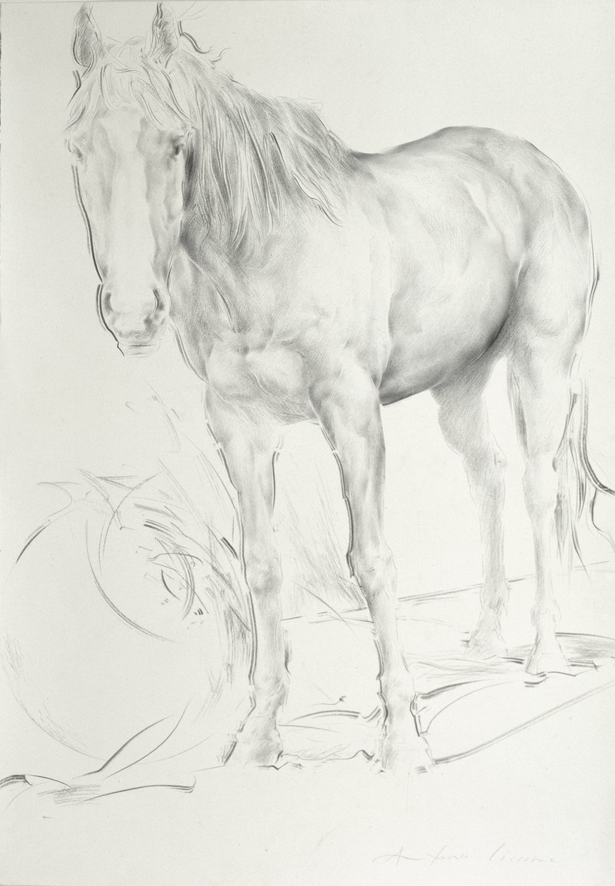 Ló a Coolmore-ban, 1990 (szén papíron) alkotó: Antonio Ciccone