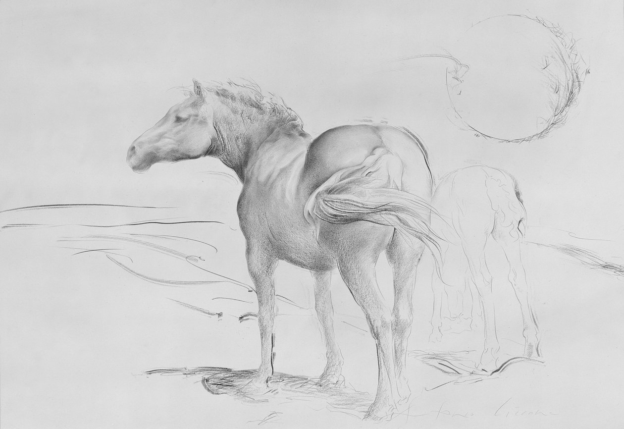 Horses at Coolmore, 1990 (szén papíron) alkotó: Antonio Ciccone