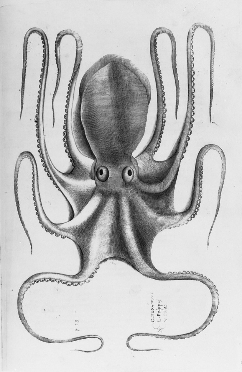 Illusztráció Ippolito Salviani "Aquatilium animantium historia, liber primus" című könyvéből, 1554 alkotó: Antonio Lafreri