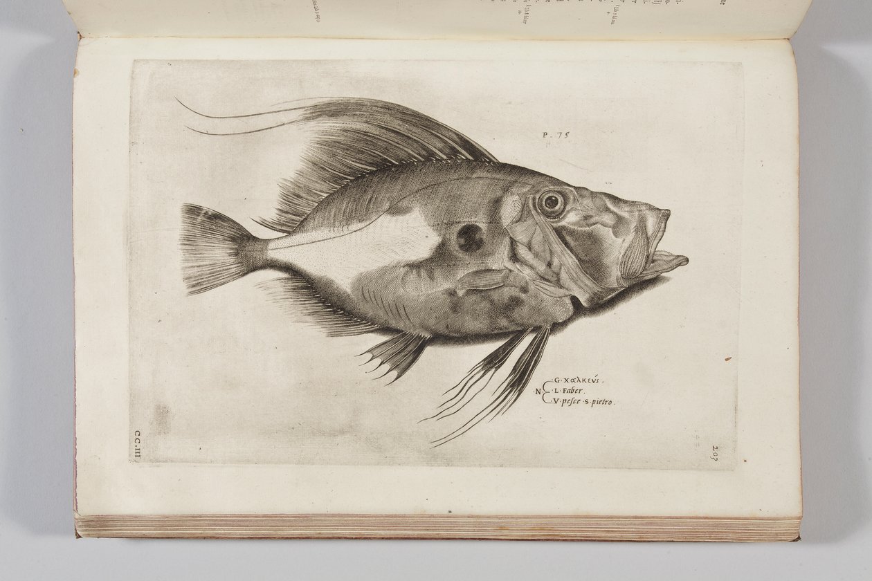 Illusztráció Ippolito Salviani "Aquatilium animantium historia, liber primus" című könyvéből, 1554 alkotó: Antonio Lafreri