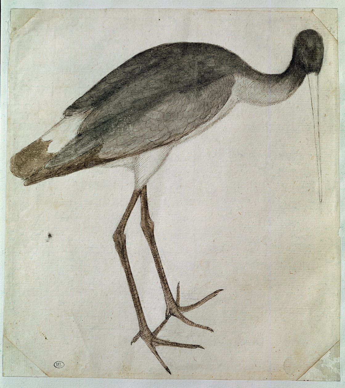 Egy fekete gólya áll, arccal jobbra. Antonio di Puccio Pisano dit Pisanello rajza (1395-1455 előtt). Barna tinta, barna mosás, szürke mosás, fekete kő, toll. Mérete: 20,8x18,7 cm. Louvre, Cabinet des dessins alkotó: Antonio Pisanello