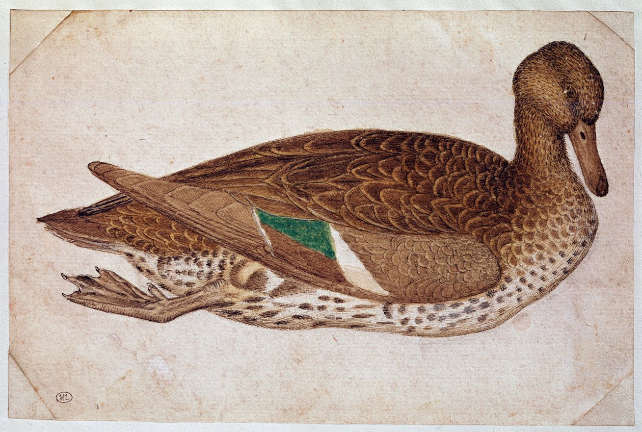 Női téli kékeszöld, úszva, profilban jobbra. Pisano Antonio di Puccio dit il Pisanello (1380-1455) rajza, kb. 1430-40. akvarell, barna tus, fekete kő, toll (rajz), fehér lapos. Mérete: 14x21,2 cm. Louvre, Cabinet des dessins alkotó: Antonio Pisanello