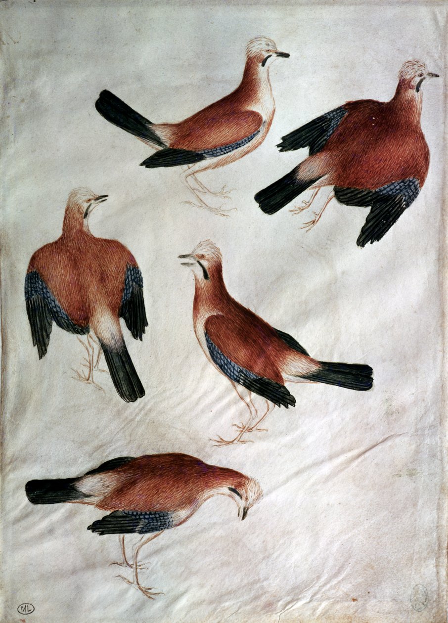 Five Jays, a Vallardi albumból (wc papíron) alkotó: Antonio Pisanello