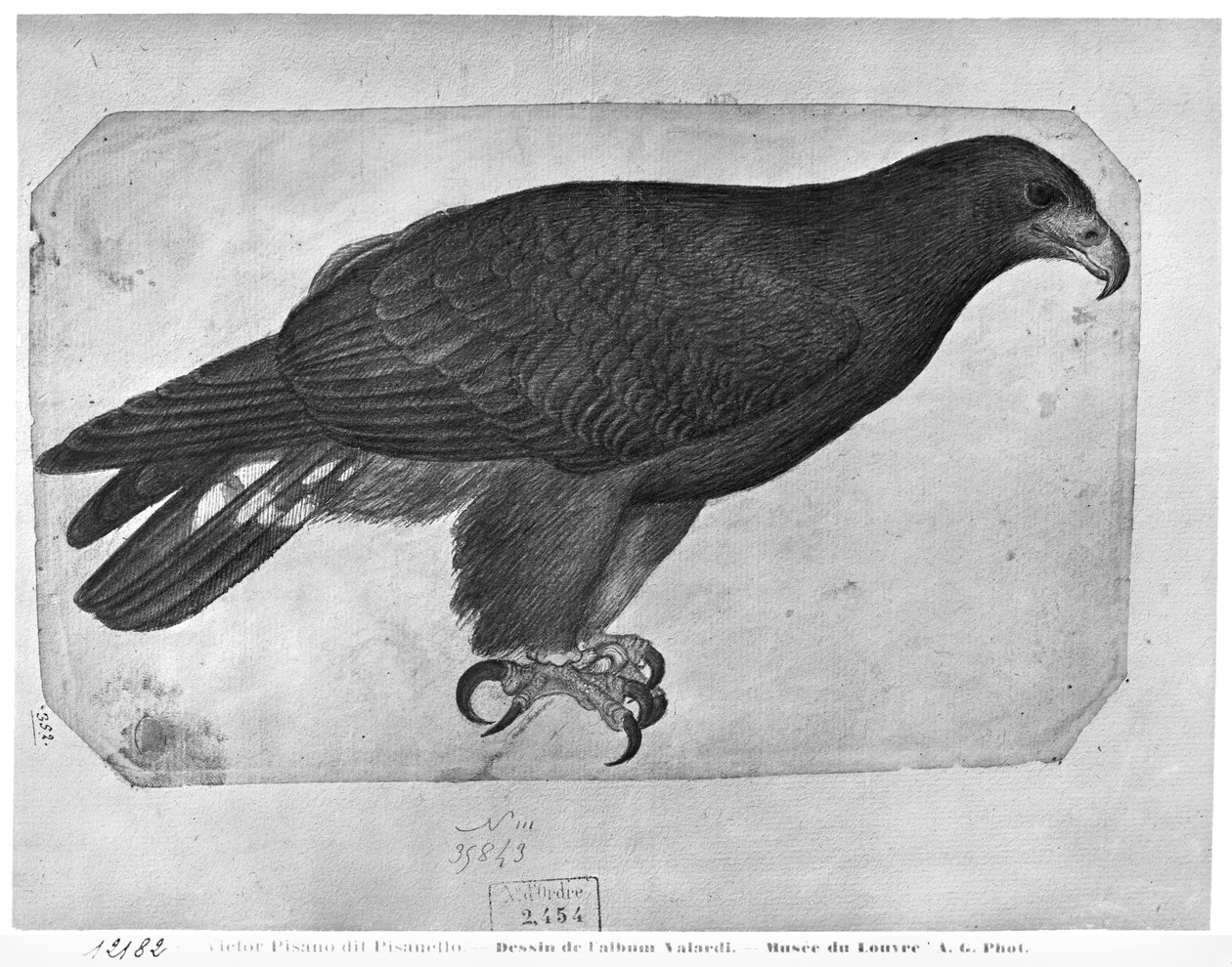 Hawk, a Vallardi albumból (ceruza és WC papíron) alkotó: Antonio Pisanello