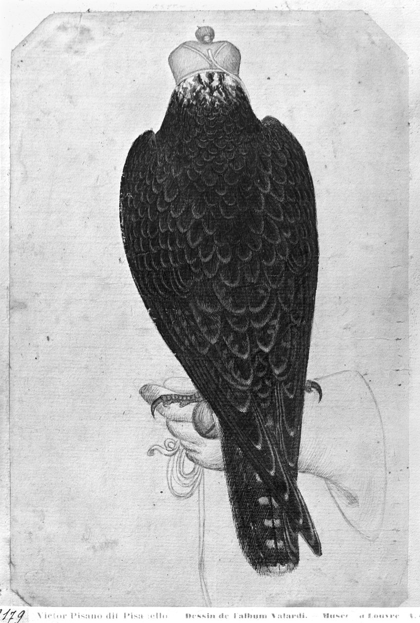 Hawk kéznél, hátulról nézve, a The Vallardi Albumból (toll, tinta és wc papíron) alkotó: Antonio Pisanello