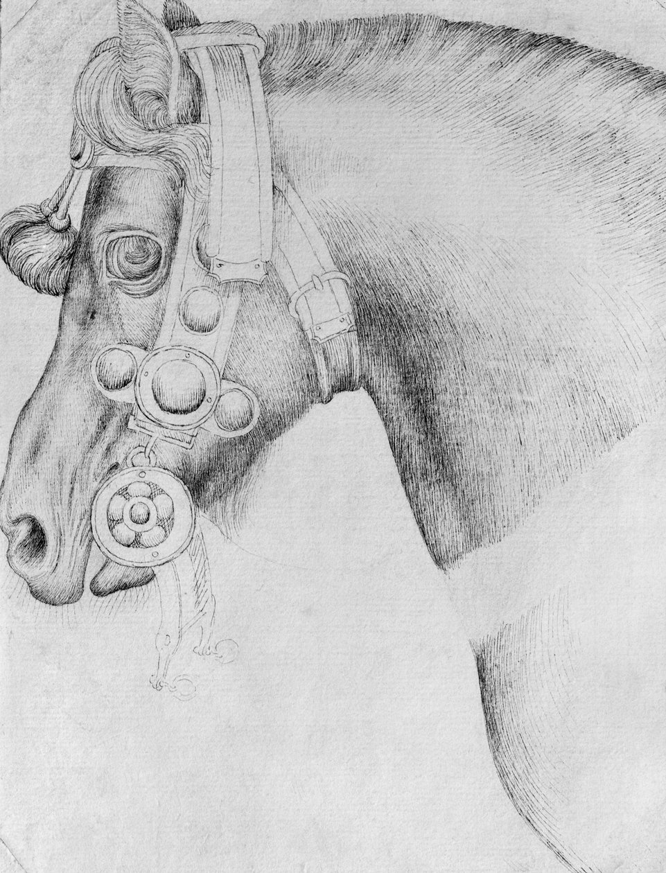Egy ló feje, a Vallardi albumból alkotó: Antonio Pisanello