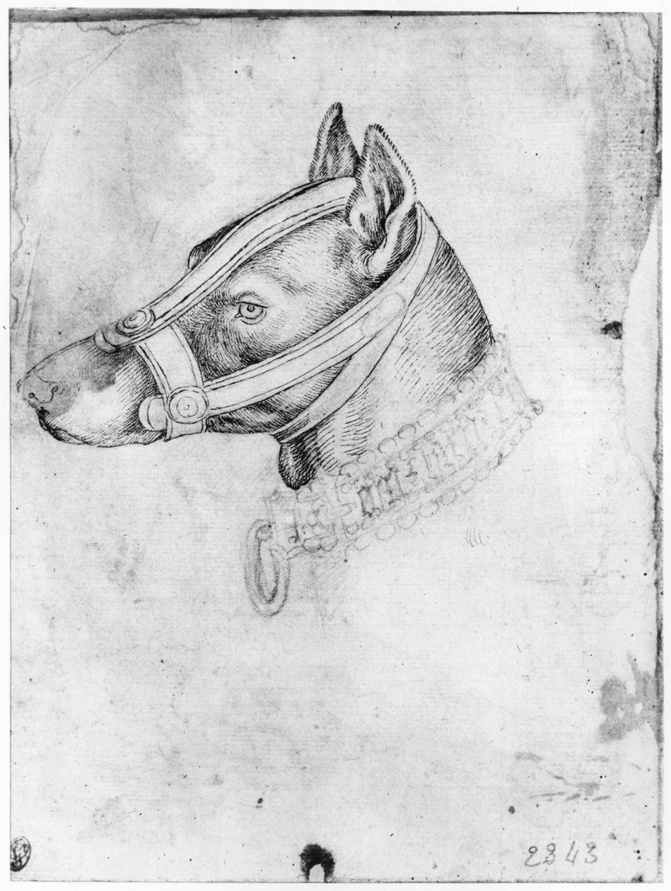 Egy szájkosár kutya feje, a Vallardi albumból alkotó: Antonio Pisanello