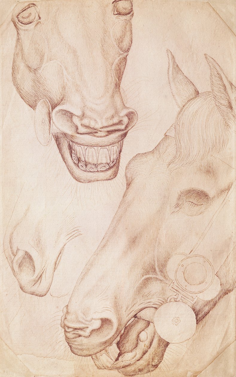 Heads of Horses, a Vallardi albumból alkotó: Antonio Pisanello