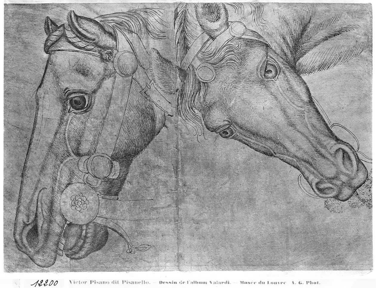 Lófejek, a Vallardi albumból alkotó: Antonio Pisanello