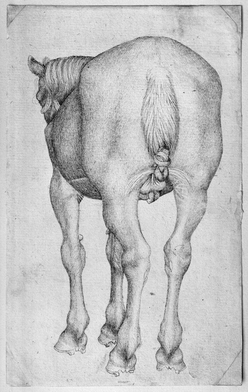 Ló, a Vallardi albumból alkotó: Antonio Pisanello