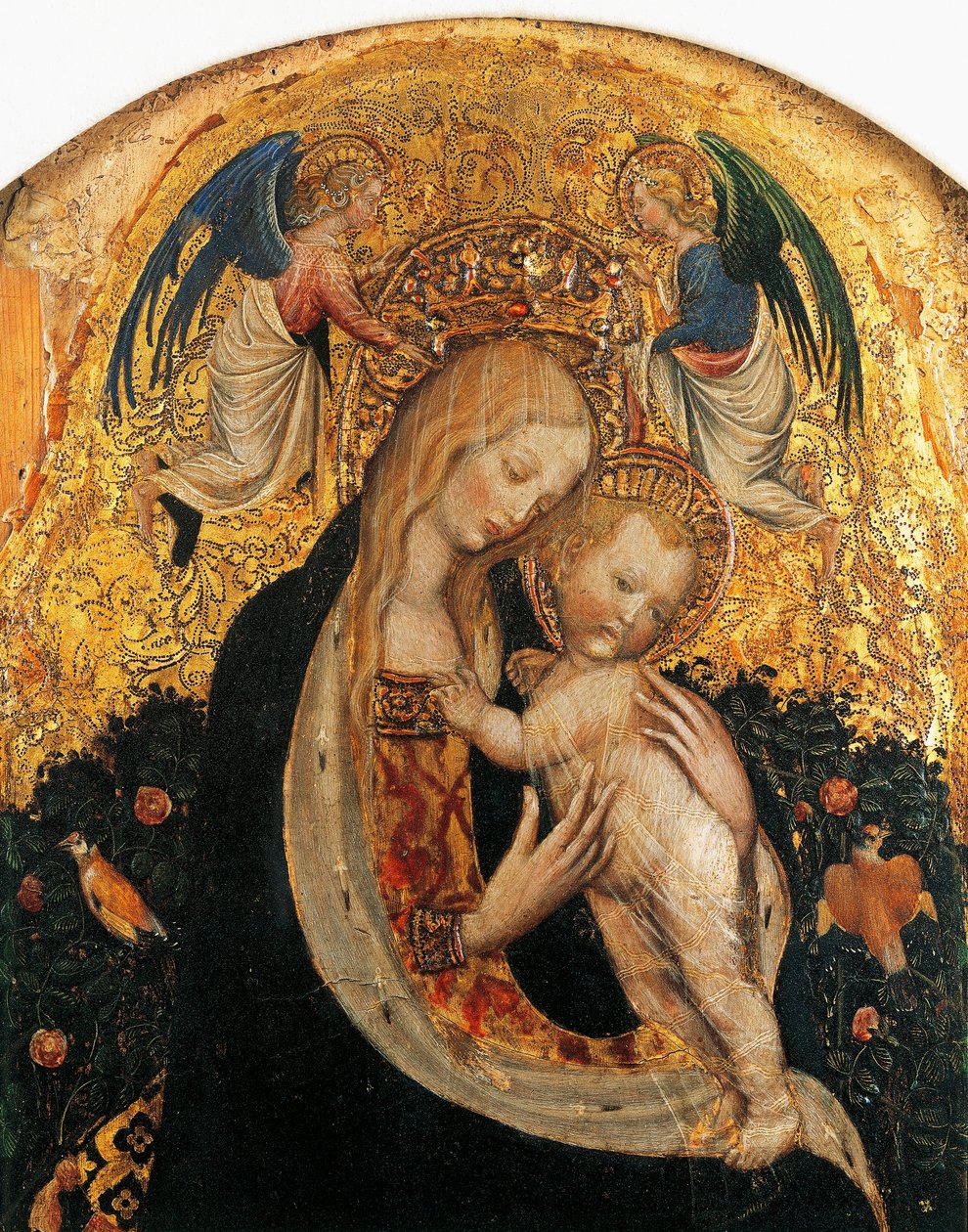 Antonio Pisanello (1395-1455) fürj Madonna, részlet alkotó: Antonio Pisanello