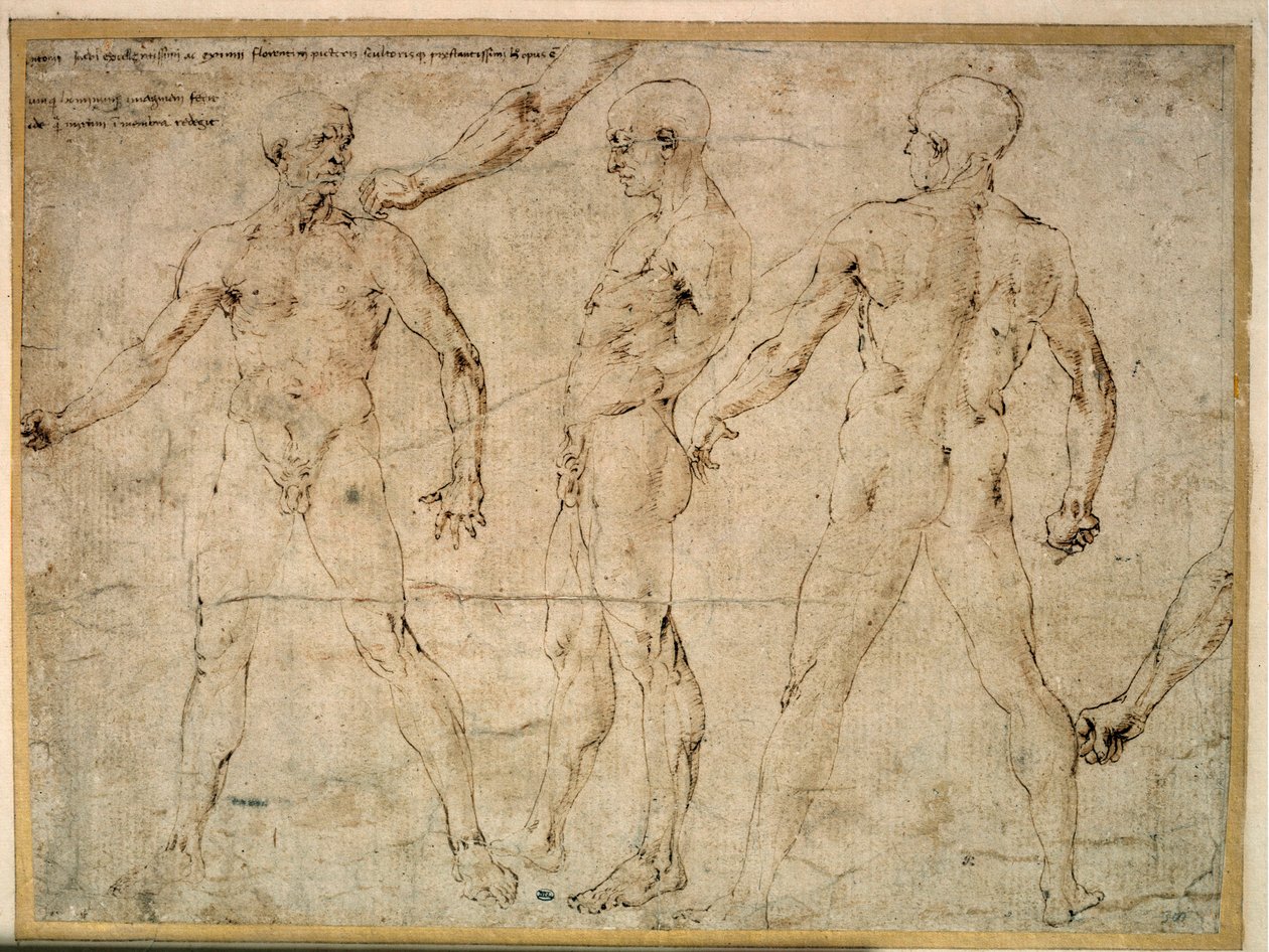 Három meztelen férfi. Antonio Pollaiuolo (Pollaiolo) rajza (1432-1498) alkotó: Antonio Pollaiuolo