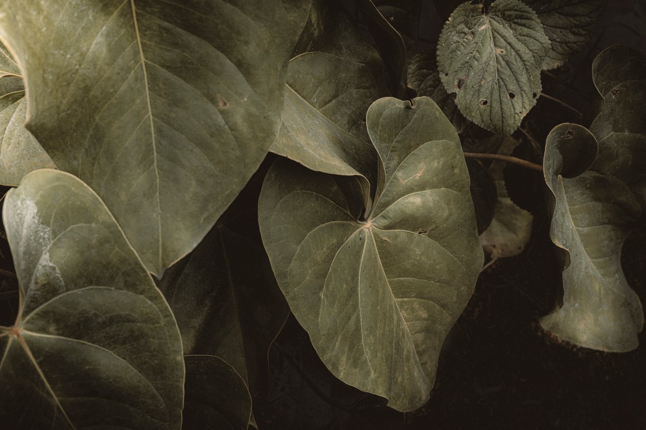 Anthurium Andraeanum, XVI e, Petrópolis, Rio de Janeiro, Brazília, 2025 (fénykép) alkotó: Antonio Schubert