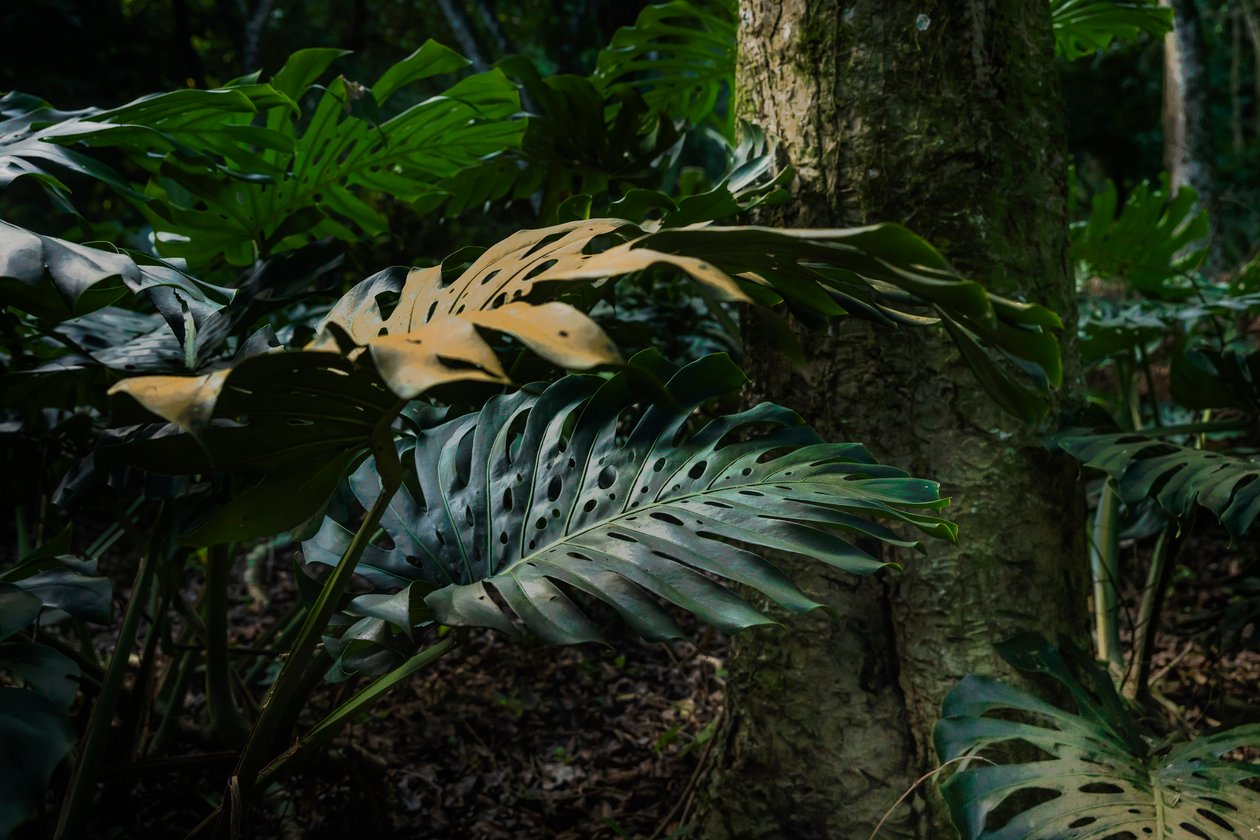 Corcovado Trail IX , Petrópolis, Rio de Janeiro, Brazília, 2025 (fénykép) alkotó: Antonio Schubert