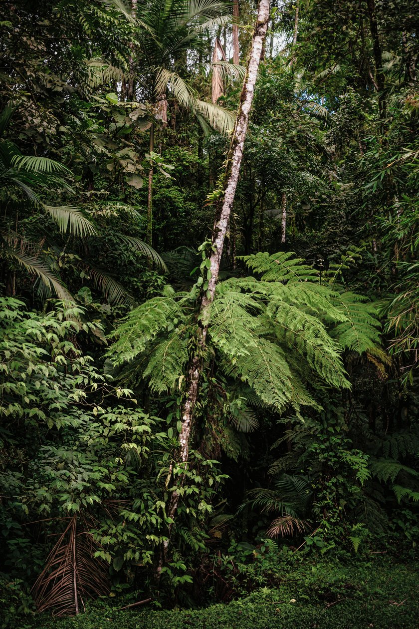 Mantiqueira XXXIV, 2015 (digitális fénykép) alkotó: Antonio Schubert