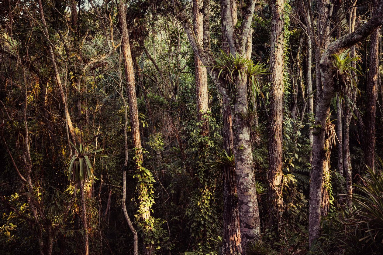 Rain Forest IV, 2021 (fotó) alkotó: Antonio Schubert