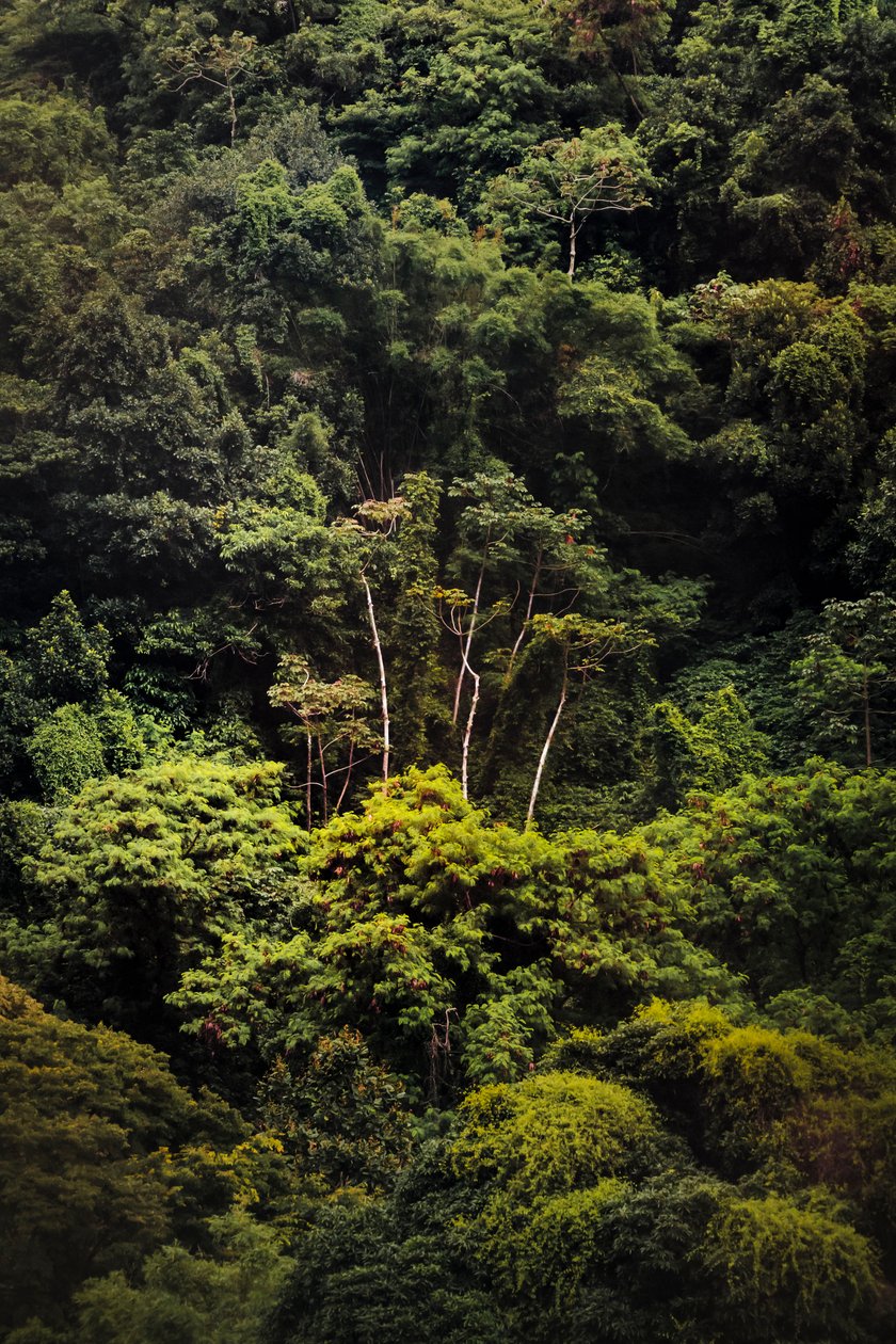 Rain Forest IX, 2018 (digitális fotó) alkotó: Antonio Schubert