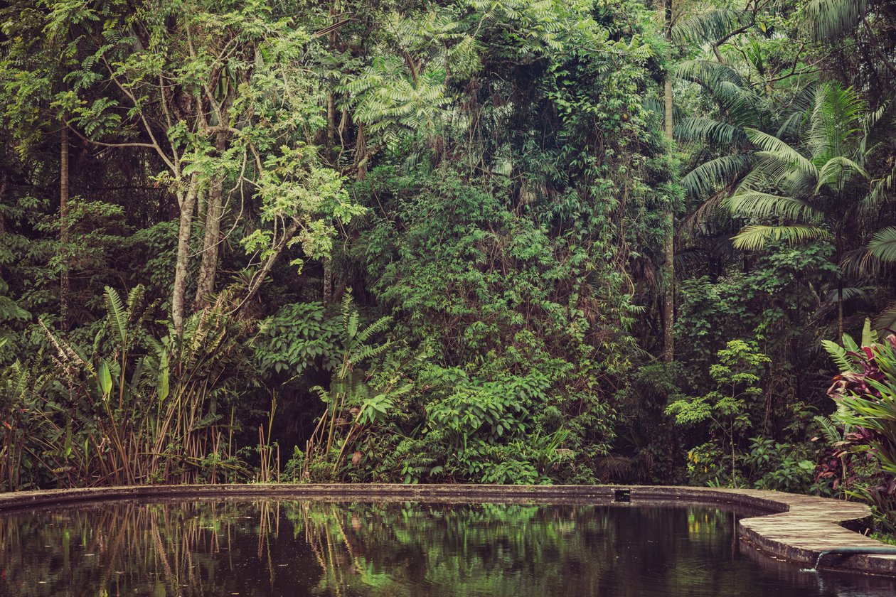 Rain Forest VI, 2021 (digitális fénykép) alkotó: Antonio Schubert