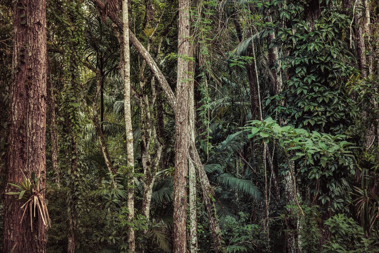 Rain Forest V, 2021 (digitális fénykép) alkotó: Antonio Schubert