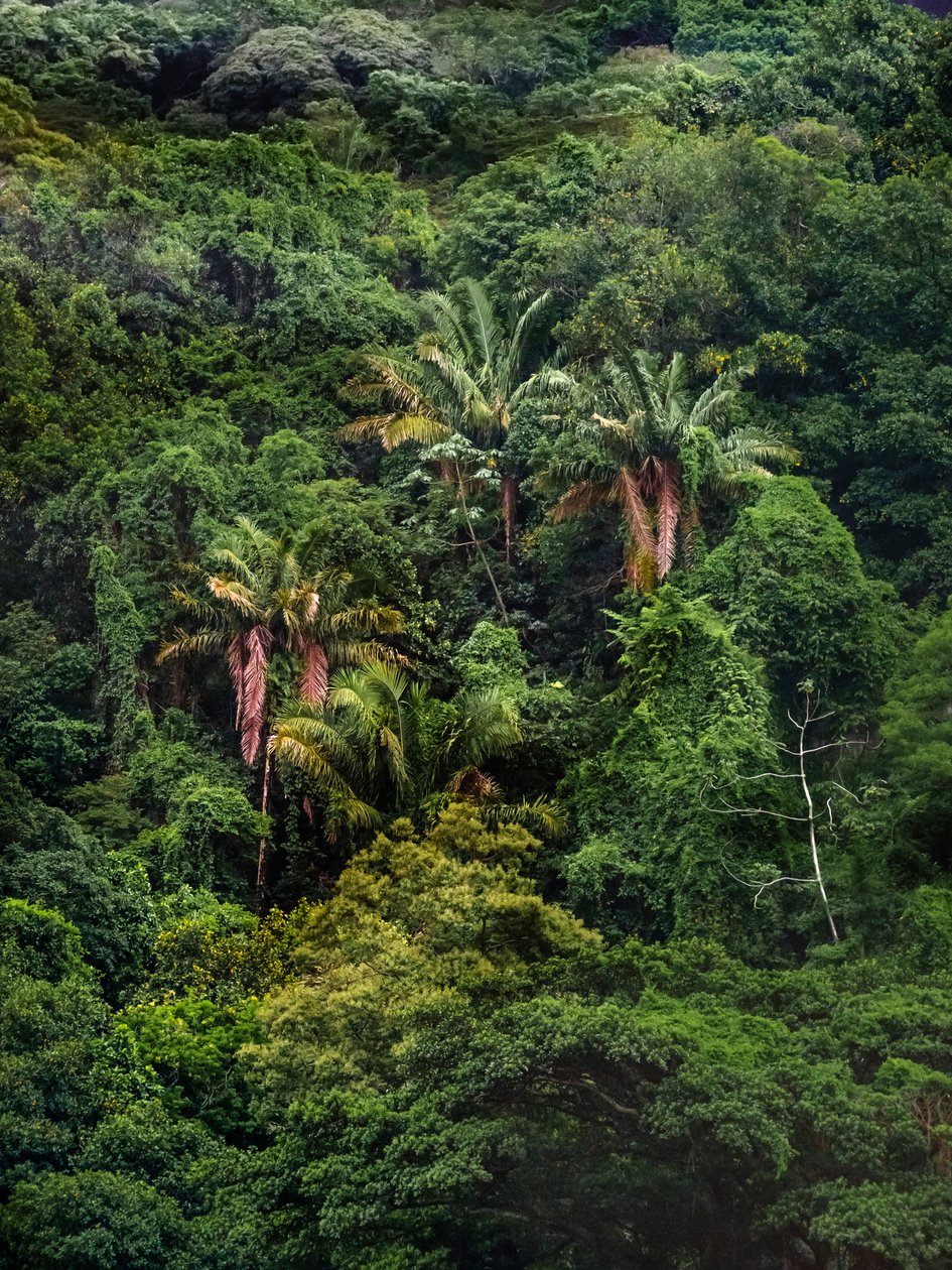 Tijuca Forest XXXII, 2018 (digitális fényképezés) alkotó: Antonio Schubert