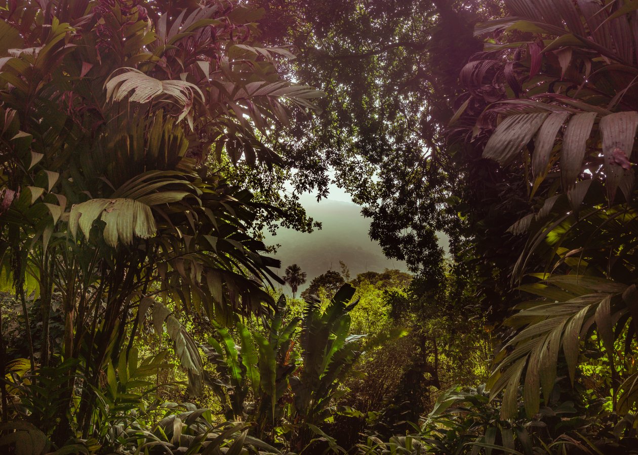 Tijuca Forest XXXVII, 2024 (digitális fényképezés) alkotó: Antonio Schubert