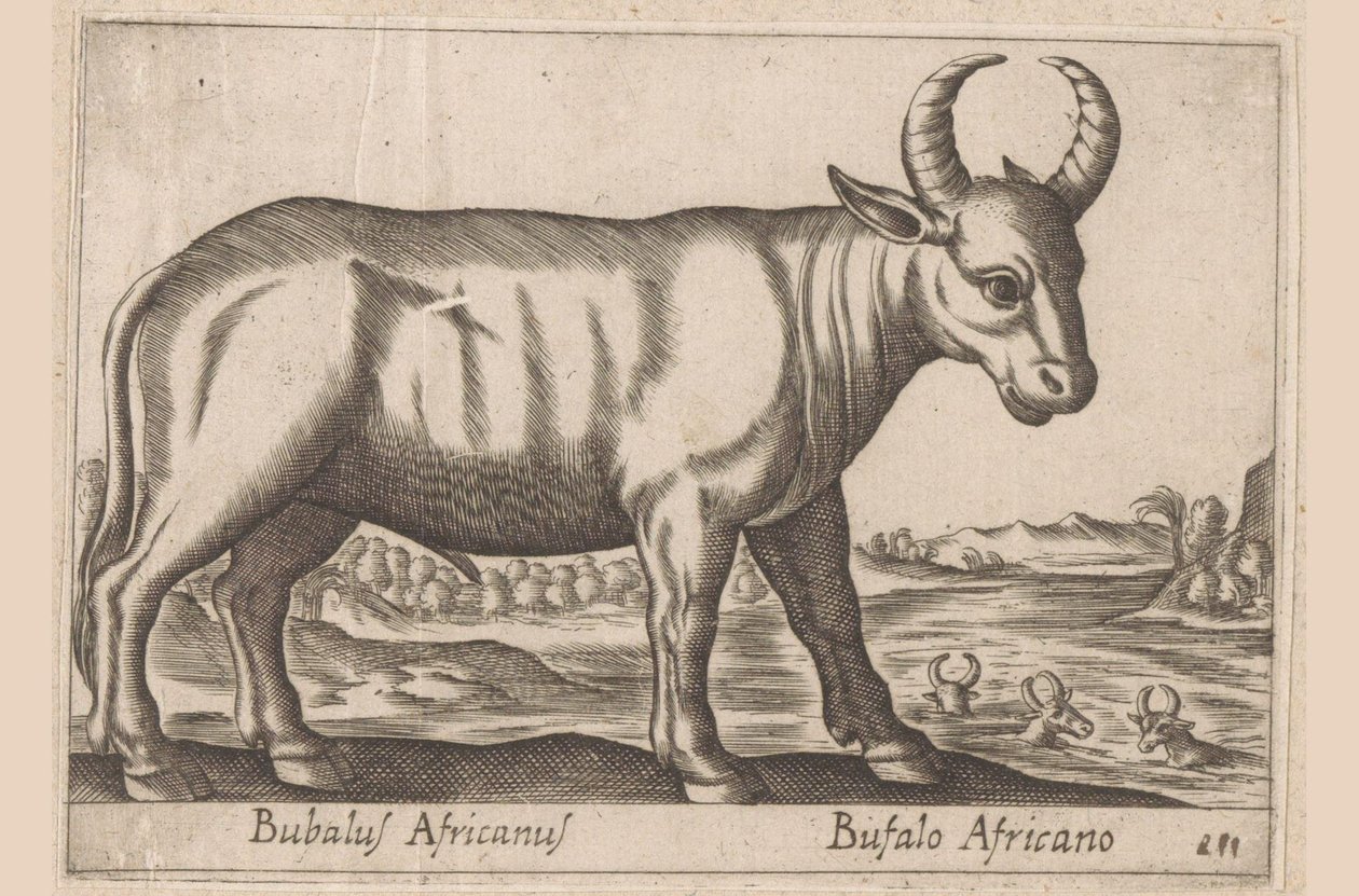 afrikai bivaly Bubalus Africanus/ Bufalo Africano (cím a tárgyon) Állatok és mitikus lények (sorozat címe) Nova raccolta de li animali piu curiosi del mondo (sorozat címe) alkotó: Antonio Tempesta