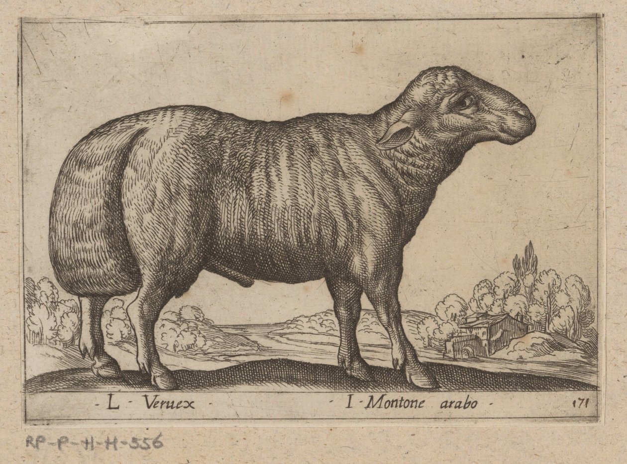 arab schaap L Veruex/ I Montone arabo (cím a tárgyon) Dieren en fablewezens (sorozat címe) A világ legkíváncsibb állatainak új gyűjteménye (sorozat címe) alkotó: Antonio Tempesta