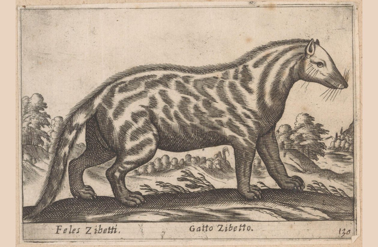 Civetkat Feles Zibetti / Cat Civet (cím a tárgyon) Dieren en fabelwezens (sorozat címe) Nova gyűjtemény a világ legkíváncsibb állataiból (sorozat címe) alkotó: Antonio Tempesta