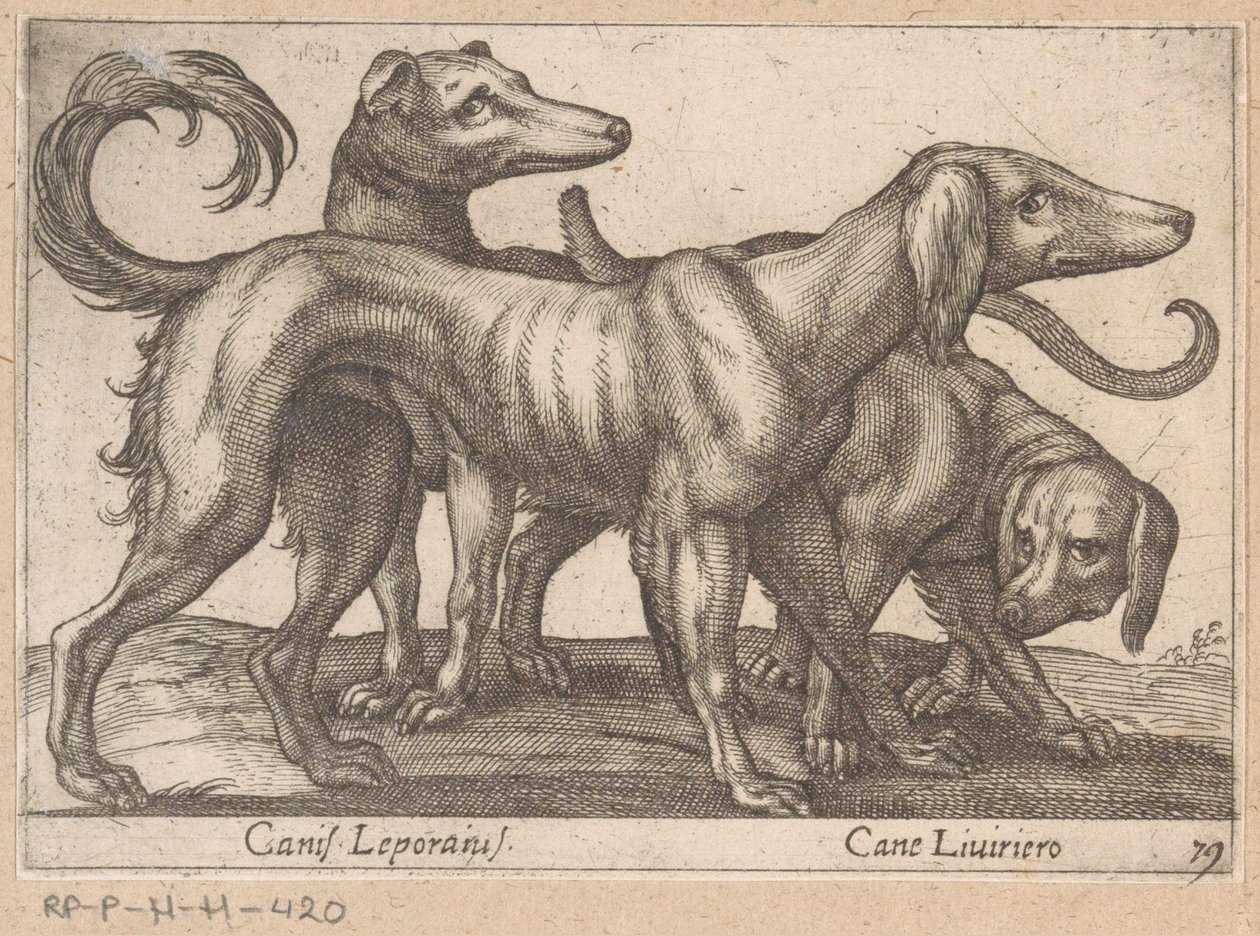 Három kutya Canis Leporius / Cane Liviriero (cím a tárgyon) Állatok és mitikus lények (sorozat címe) Nova raccolta de li animali piu curiosi del mondo (sorozat címe) alkotó: Antonio Tempesta