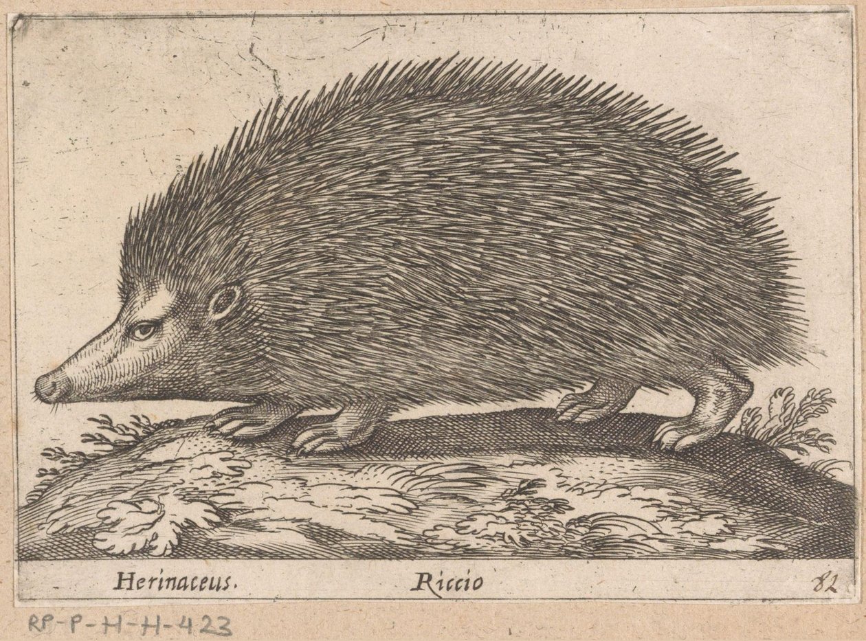 egel Herinaceus/Riccio (cím a tárgyon) Dieren en fabelwezens (sorozat címe) Nova raccolta de li animali piu curiosi del mondo (sorozat címe) alkotó: Antonio Tempesta