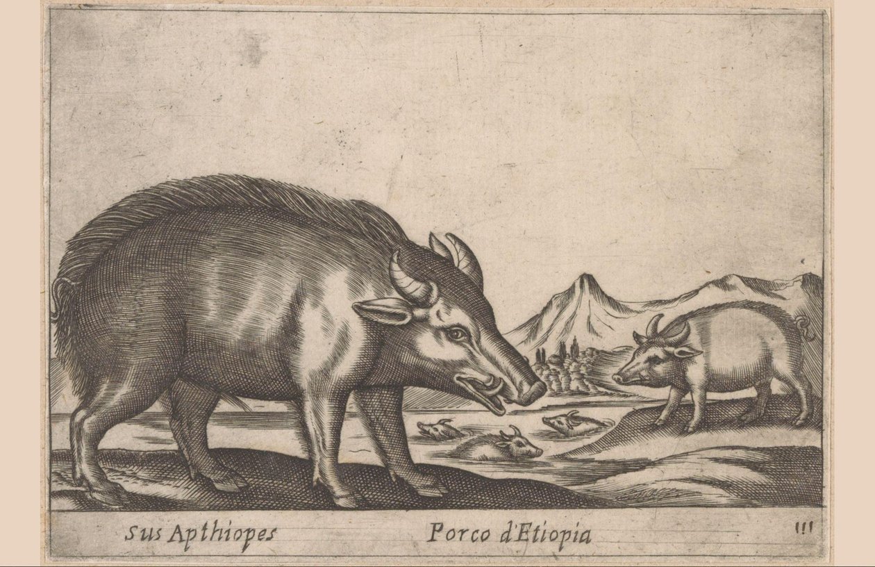 Etióp művek Aptiópjai/Etióp malac (cím a tárgyon) Dieren en fabelwezens (sorozat címe) Új kíváncsi kis állat a világon (sorozat címe) alkotó: Antonio Tempesta