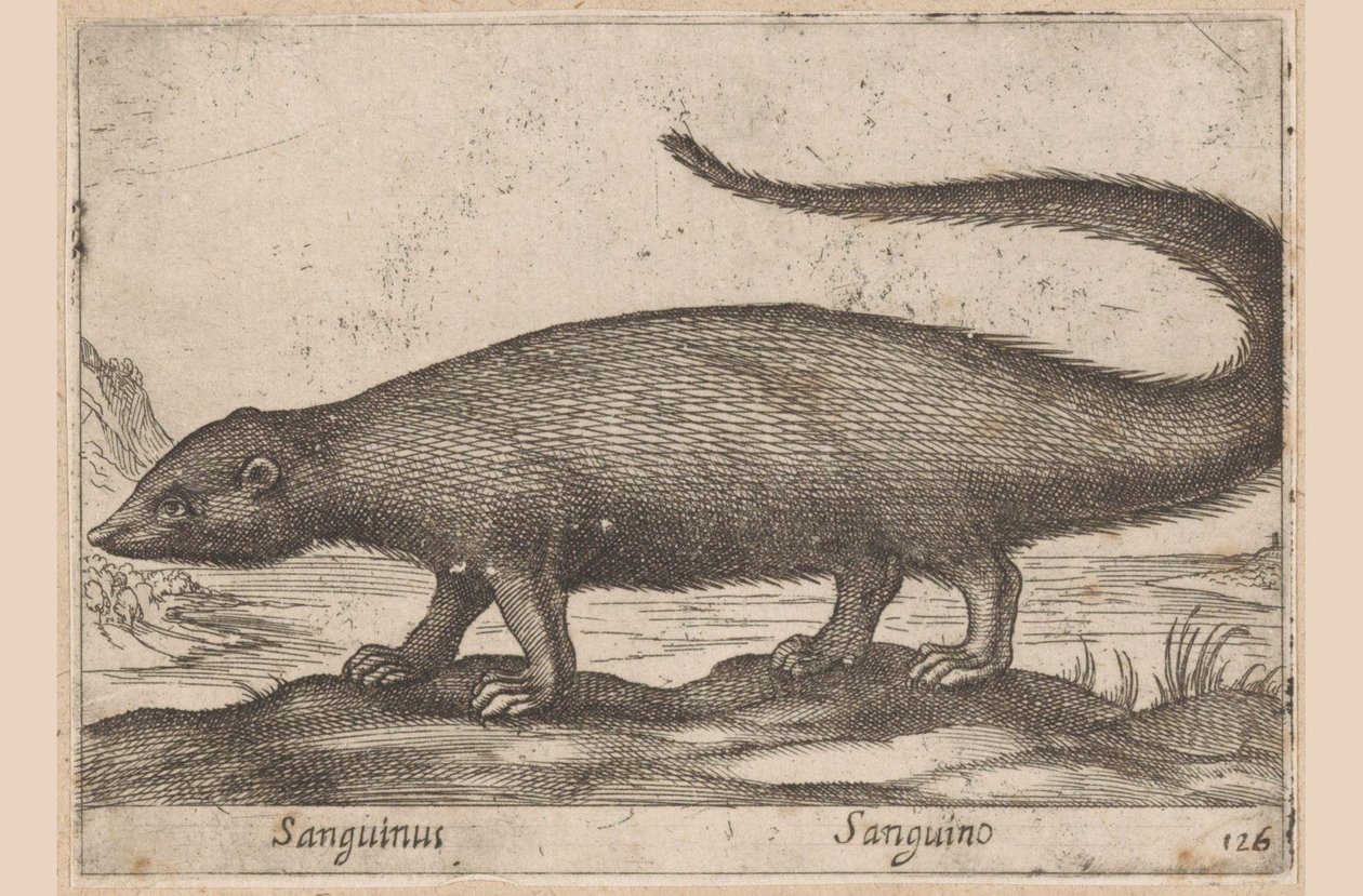 Gyors Sanguinus/ Sanguino (cím a tárgyon) Dieren en fablewezens (sorozat címe) A világ legkíváncsibb állatainak új gyűjteménye (sorozat címe) alkotó: Antonio Tempesta
