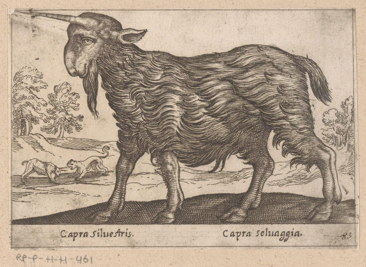 Egy szarvú kecske Capra Silvestris/ Capra Selvaggia (cím a tárgyon) Dieren en fablewezens (sorozat címe) A világ legkíváncsibb állatainak új gyűjteménye (sorozat címe) alkotó: Antonio Tempesta