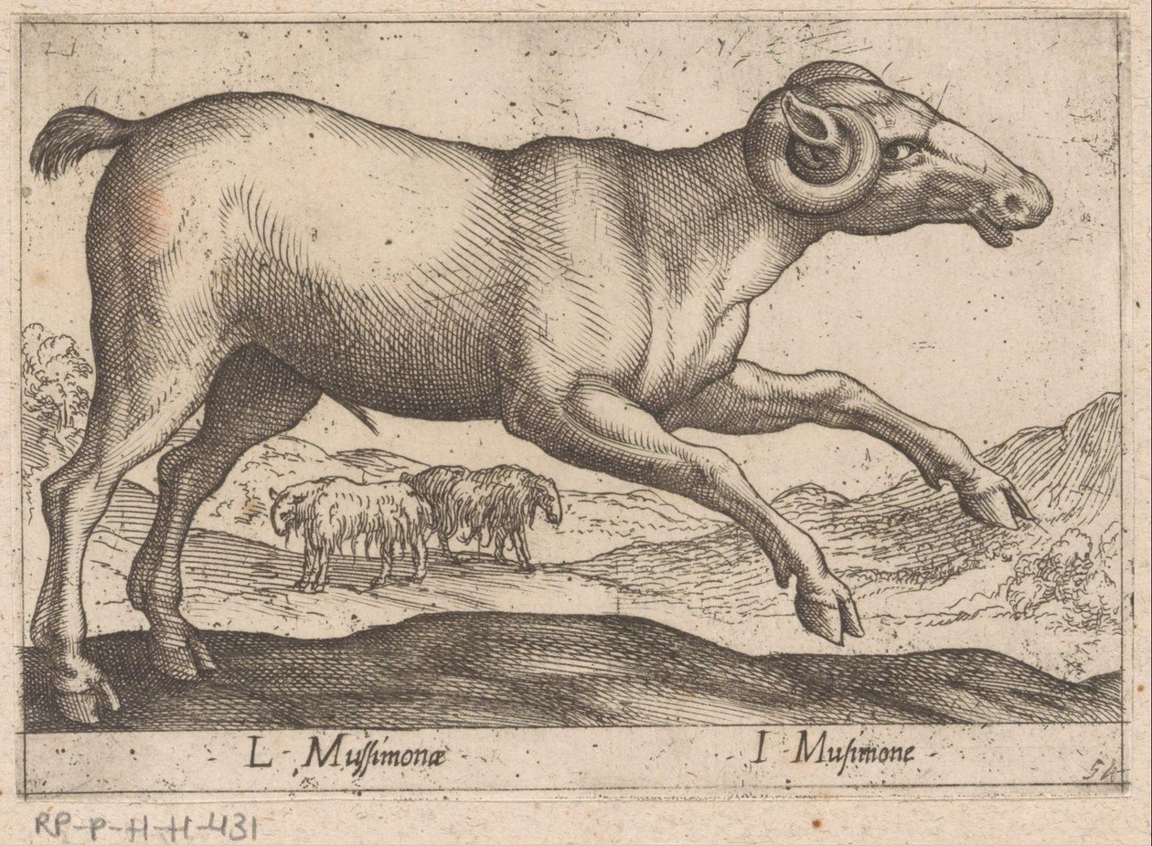 kecskeszagú L Mussimonae/ I Musimone (cím a tárgyon) Dieren en fablewezens (sorozat címe) A világ legkíváncsibb állatainak új gyűjteménye (sorozat címe) alkotó: Antonio Tempesta