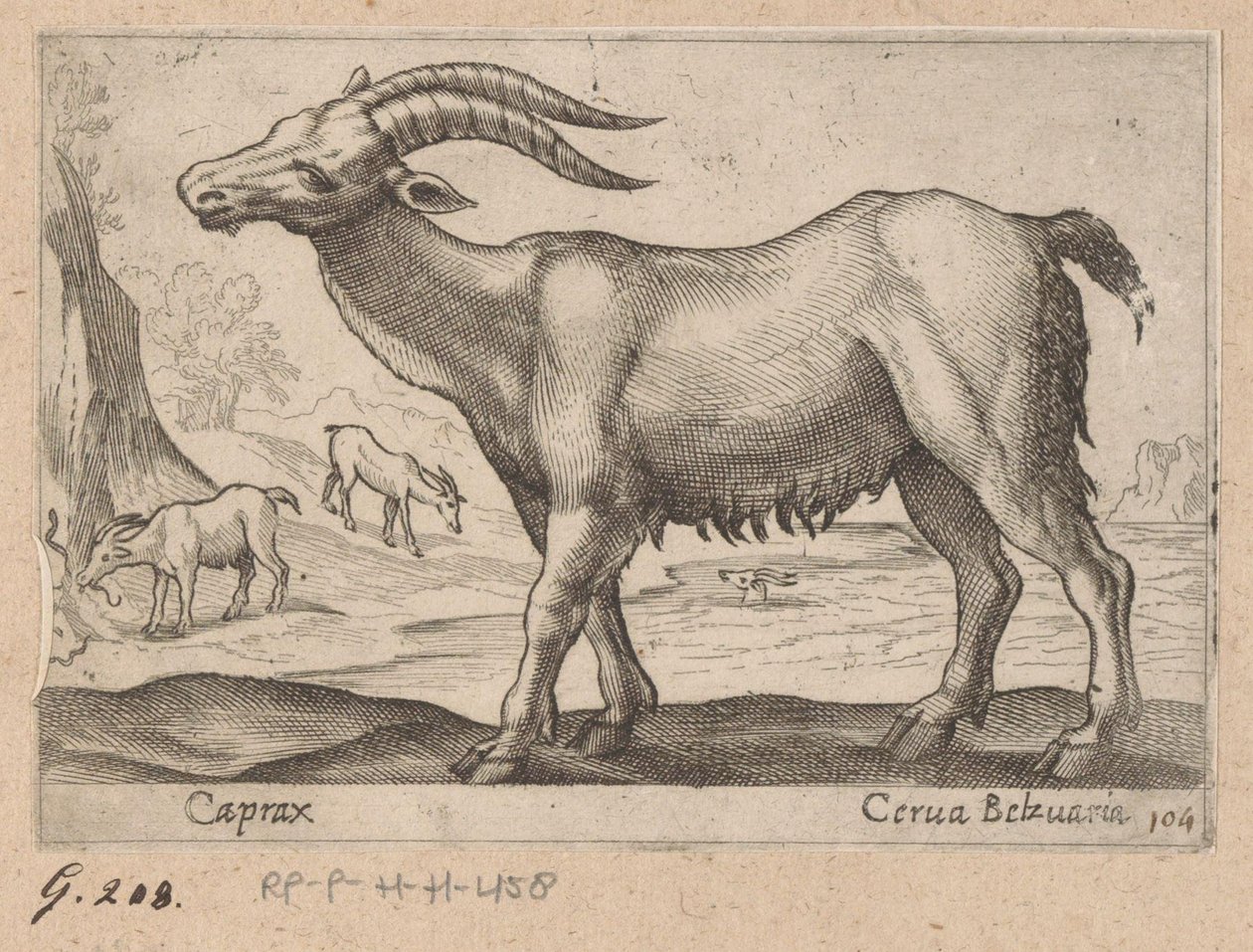 Drágakövek Caprax/ Cerua Belzuaria (cím a tárgyon) Dieren en fablewezens (sorozat címe) A világ legkíváncsibb állatainak új gyűjteménye (sorozat címe) alkotó: Antonio Tempesta