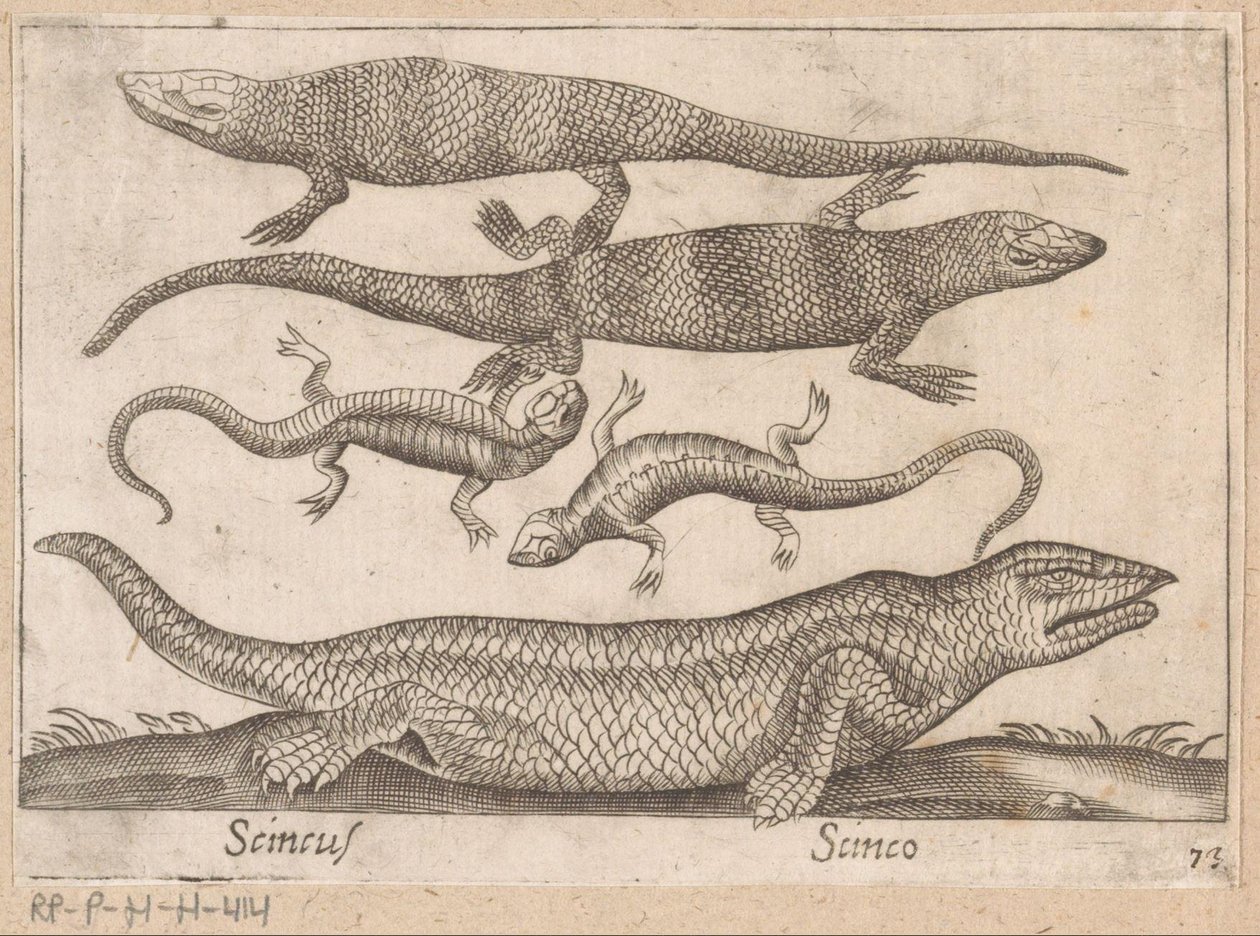 Hagedissen Skincus (cím a tárgyon) Dieren en fablewezens (sorozat címe) Nova raccolta de li animali piu curiosi del mondo (sorozat címe) alkotó: Antonio Tempesta