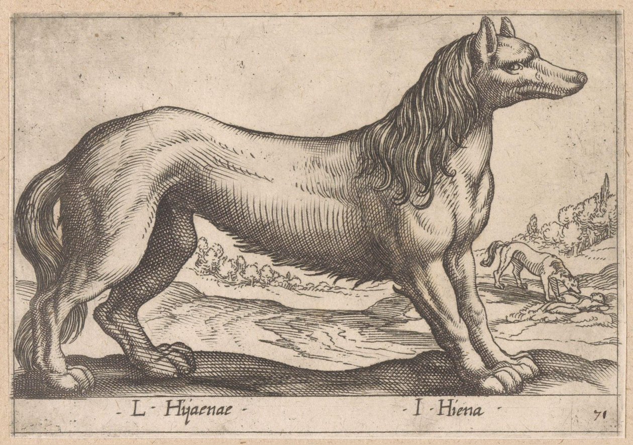 hiéna L Hijanae/ I Hyena (cím a tárgyon) Dieren en fabelwezens (sorozat címe) Nova raccolta de li animali piu curiosi del mondo (sorozat címe) alkotó: Antonio Tempesta
