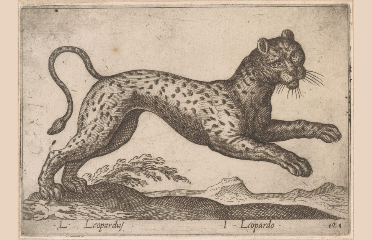 Leopárd L Leopardus/ I Leopardo (cím a tárgyon) Dieren en fablewezens (sorozat címe) A világ legkíváncsibb állatainak új gyűjteménye (sorozat címe) alkotó: Antonio Tempesta
