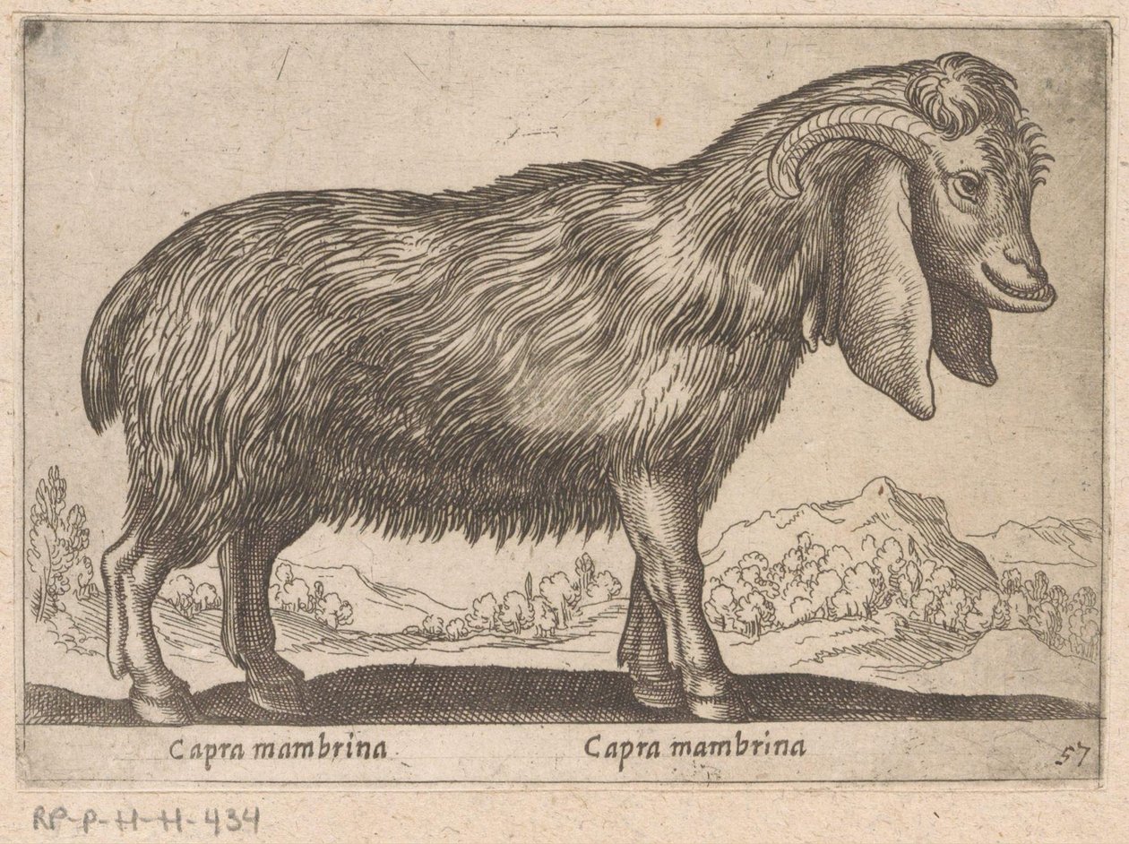 Membrina geit Capra mambrina/ Capra mambrina (cím a tárgyon) Dieren en fablewezens (sorozat címe) A világ legkíváncsibb állatainak új gyűjteménye (sorozat címe) alkotó: Antonio Tempesta