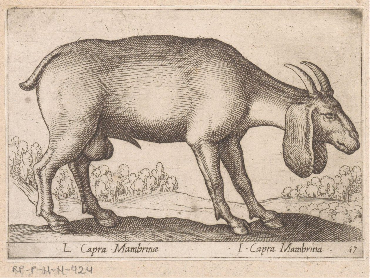 Membrina geit L Capra Mambrinae/ I Capra Mambrina (cím a tárgyon) Dieren en fablewezens (sorozat címe) Új kollekció a világ legkíváncsibb állataiból (sorozat címe) alkotó: Antonio Tempesta
