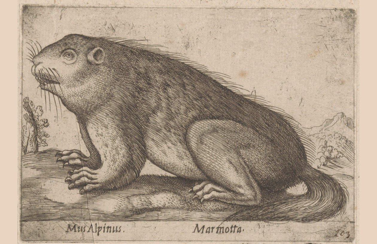 Motyog Alpesi egér / Marmotta (cím a tárgyon) Dieren en fablewezens (sorozat címe) Nova raccolta de li animali piu curiosi del mondo (sorozat címe) alkotó: Antonio Tempesta